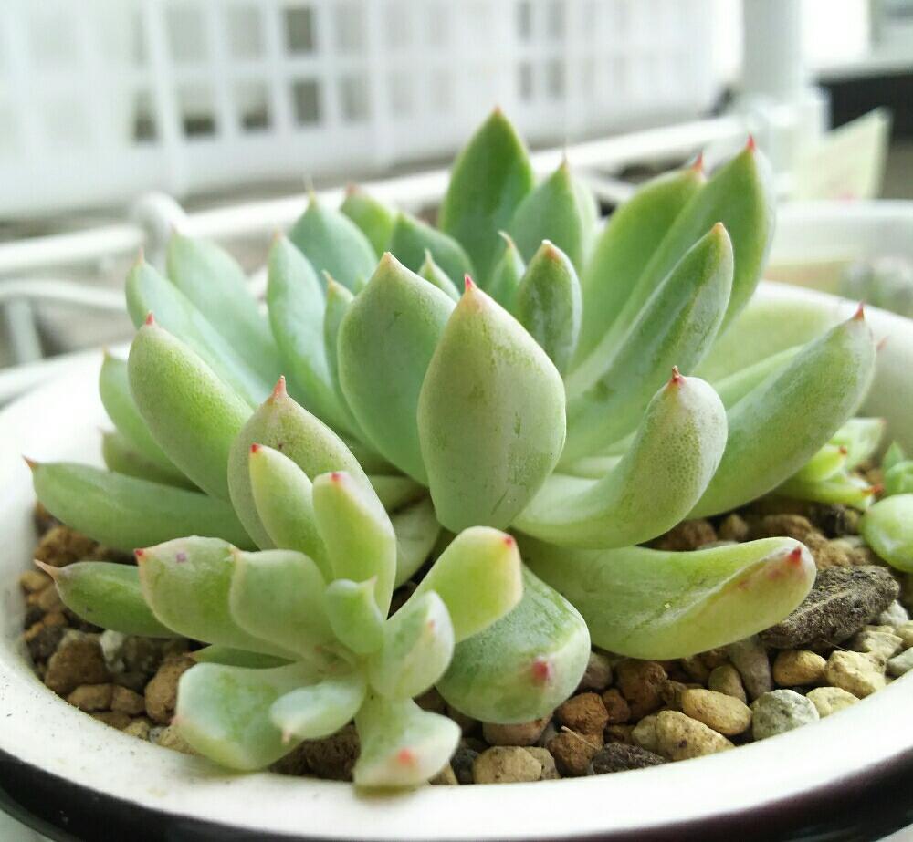 バルコニー/ベランダの画像 by Succulent so cute ♥さん | バルコニー/ベランダとホワイトラインと多肉植物とスマホ撮影とGS Lifeとボタニカルライフとsucculent plantsとお気に入り♡と多肉ちゃんとcute ♥ ホワイトラインとso cute garden ♥と葉っぱのある暮らしと葉っぱとチーム大阪とGS映えと多肉植物のある暮らしとno green no lifeとenjoy botanical life ♥とsucculent so cute ♥と春の多肉ちゃんときれい~✴とエケベリア属と春のボタニカルライフとGS 影響と春の多肉植物とチームグリーンと葉っぱがかわいい♥とお気に入り~✴とガーデニングとcute ♥ エケと多肉生活とgreenとかわいいとベンケイソウ科とかわいいな♡とSucculent Lifeと加工なしとかわいい多肉ちゃんとGS萌え~✴とenjoy succulent life ♥と葉っぱが好き♥と多肉初心者と多肉コレクション♥と葉っぱlove♥とGSタイムとおきにいり~✴とsucculentとsucculent love ♥