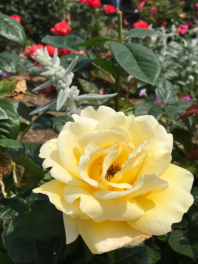 お出かけ先の画像 by ゆめめさん | お出かけ先と薔薇とラムズイヤーとバラとグリーングリーン♪とラムズイヤーの葉とカインズバラコンテストと黄色の花と薔薇♪と花めぐりと薔薇の花