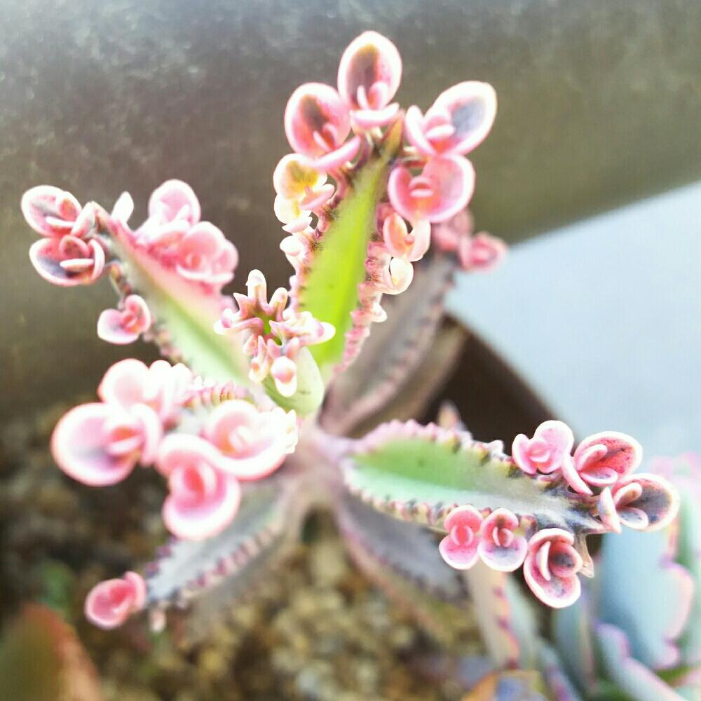 バルコニー/ベランダの画像 by Succulent so cute ♥さん | バルコニー/ベランダと不死鳥錦と多肉植物とボタニカルとスマホ撮影とGS Lifeとcute ♥ 錦とsucculent plantsとお気に入り♡と多肉ちゃんとso cute garden ♥と葉っぱのある暮らしと葉っぱとチーム大阪とGS映えと多肉植物のある暮らしとno green no lifeとenjoy botanical life ♥とsucculent so cute ♥と春の多肉ちゃんときれい~✴と春のボタニカルライフとGS 影響と春の多肉植物とチームグリーンと葉っぱがかわいい♥とお気に入り~✴とガーデニングとカランコエ属と多肉生活とgreenとかわいいとcute ♥ カラコエとベンケイソウ科とかわいいな♡とSucculent Lifeと加工なしとかわいい多肉ちゃんとGS萌え~✴とenjoy succulent life ♥と葉っぱが好き♥と多肉初心者と多肉コレクション♥と葉っぱlove♥とGSタイムとおきにいり~✴とsucculentとsucculent love ♥とcute ♥ 不死鳥錦