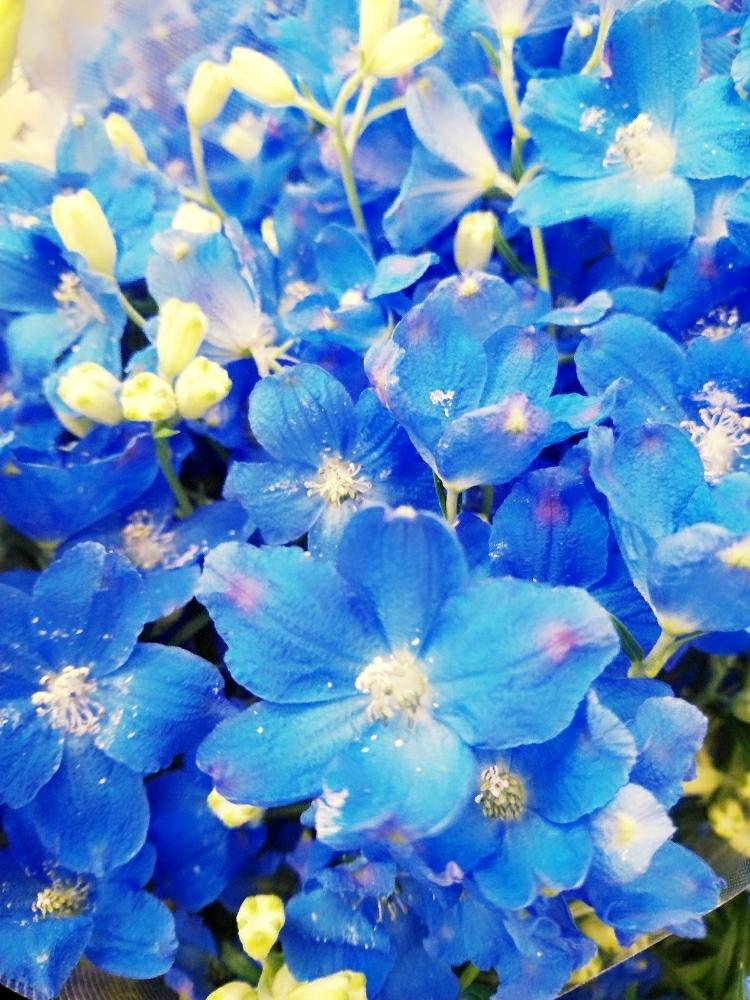 の画像 by うたこさん | 大切な癒やしとGS日和と デルフィニウムとインパクトと花のある暮らしとお花とお花好き