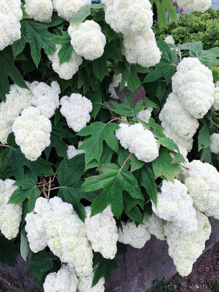 お出かけ先の画像 by francaiseさん | お出かけ先と自然美と植中毒と☆紫陽花と可愛いと綺麗な色♡と花のある暮らしと☆開花と柏葉アジサイ八重