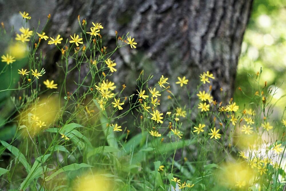 お出かけ先の画像 by 文さん | お出かけ先とハナニガナと野の花と柔らかい色と多年草と『可憐な山野草』コンテストとキク科と近所散歩とお散歩と自生と山野草