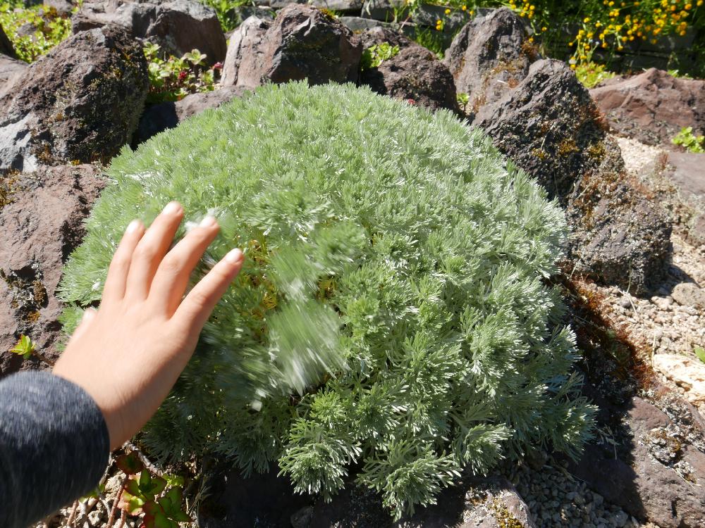 お出かけ先の画像 by たなむさん | お出かけ先と『可憐な山野草』コンテストとタニラーと山野草
