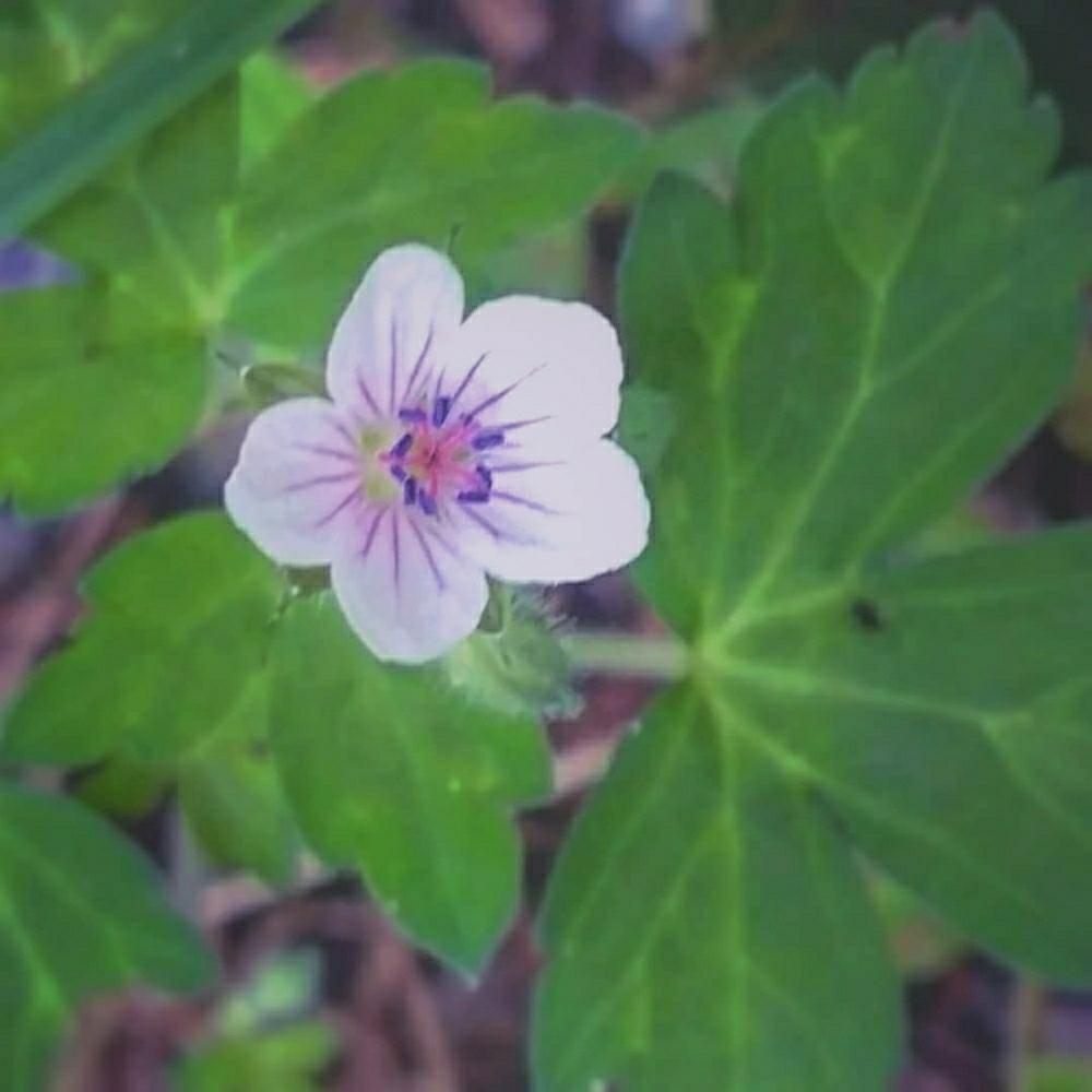 お出かけ先の画像 by cherry♥sageさん | お出かけ先とゲンノショウコとお写んぽと道草とGS日和と植中毒とcute♡と『可憐な山野草』コンテストと綺麗と可愛いと花のある暮らしと接写とお散歩と小さな花と役に立つ
