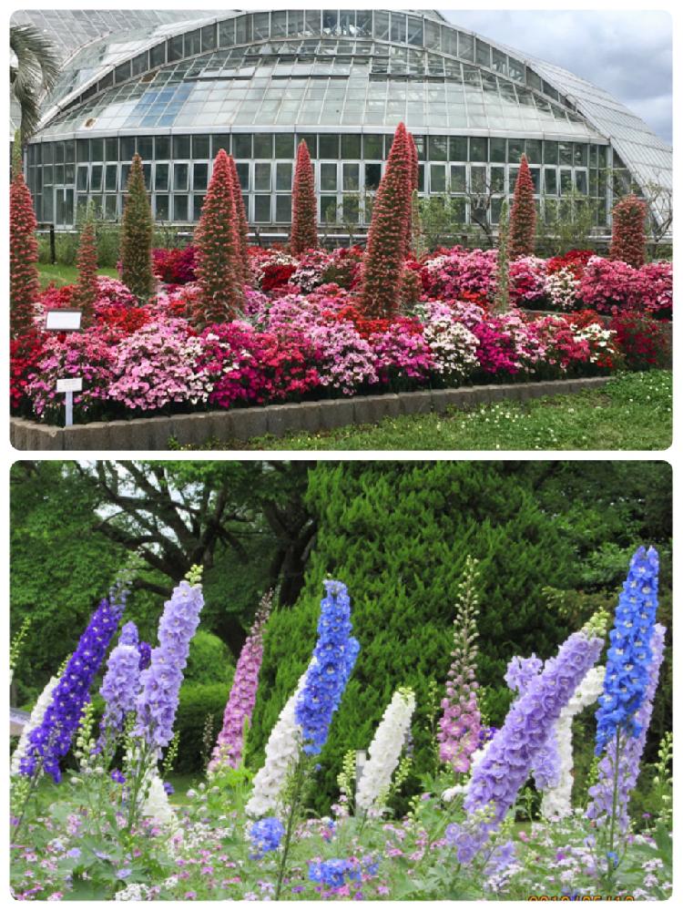 お出かけ先の画像 by kako♪さん | お出かけ先とエキウムウィルドプレッティと京都植物園と デルフィニウムと5月の花とダイアンサス(ナデシコと花のある暮らしと色がキレイ