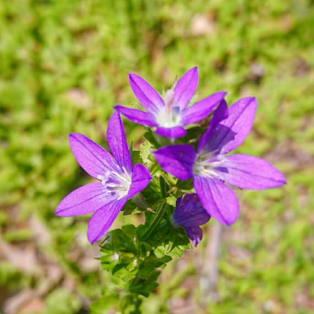 お出かけ先の画像 by cherry♥sageさん | お出かけ先とキキョウソウとお写んぽと道草とGS日和と植中毒とcute♡と『可憐な山野草』コンテストと綺麗と可愛いと花のある暮らしとお散歩と小さな花