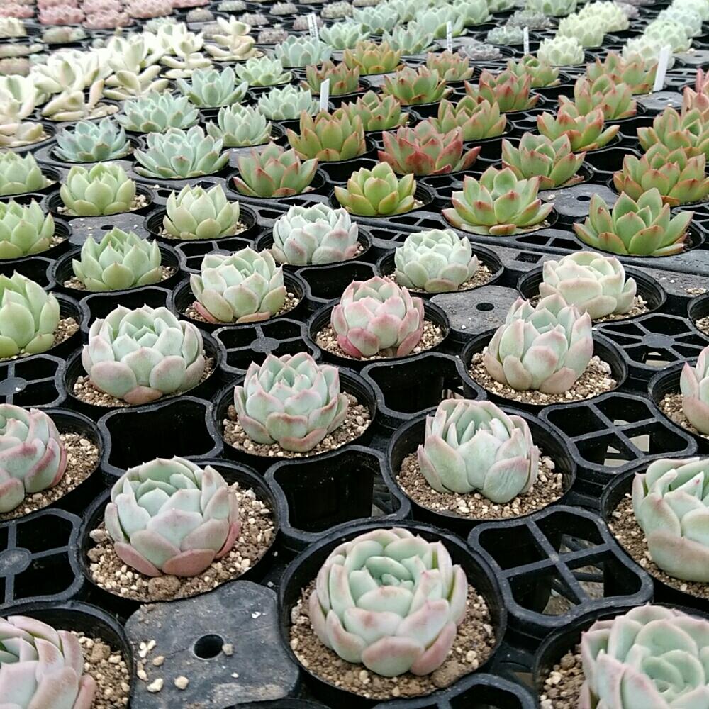 小さな庭の画像 by bizarrefarmさん | 小さな庭と多肉植物とGardenと植物のある暮らしと韓国苗販売とbizarrefarmとビザールファームとbotanicalとbizarreとplantsとgreenといちごの里よしみとnogreennolifeとsucculent