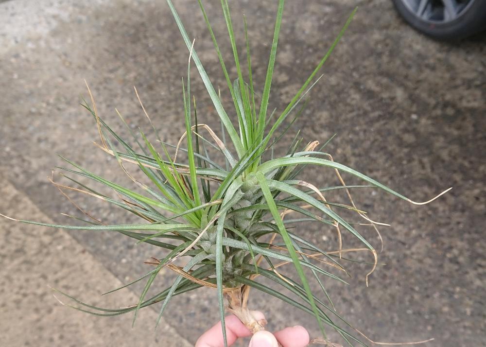 小さな庭の画像 by ねくさん | 小さな庭とチランジア カウレッセンスとエアプランツ チランジアと観葉植物と200万枚記念!テーマ別記念フォトコンテストとインテリアグリーンとエアープランツ/チランジア