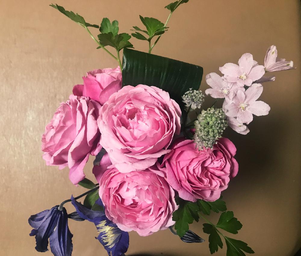 部屋の画像 by SACHIKO.*☆さん | 部屋とビンクの花♡と上手くなりたいと デルフィニウムとイタリアンパセリ♡と花のある暮らしとバラ・ミニバラと花が好きとハラン。