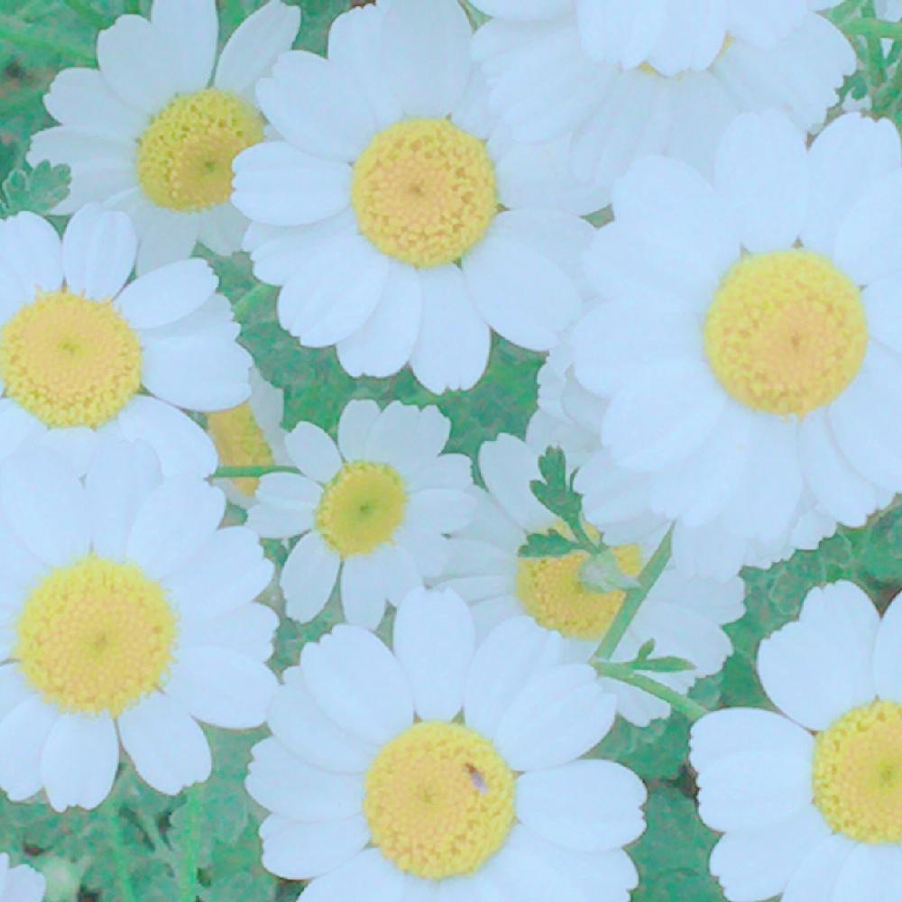 広い庭の画像 by ❤︎miri.:*♡ ❤︎さん | 広い庭とタナセタムジャックポットとHTCとオシャレと花壇とGS映えとGS日和と今日の一枚と我が家の花壇と花のある暮らしとおしゃれ❤️とタナセタム ‘ジャックポット’とタナセツム ジャックポット