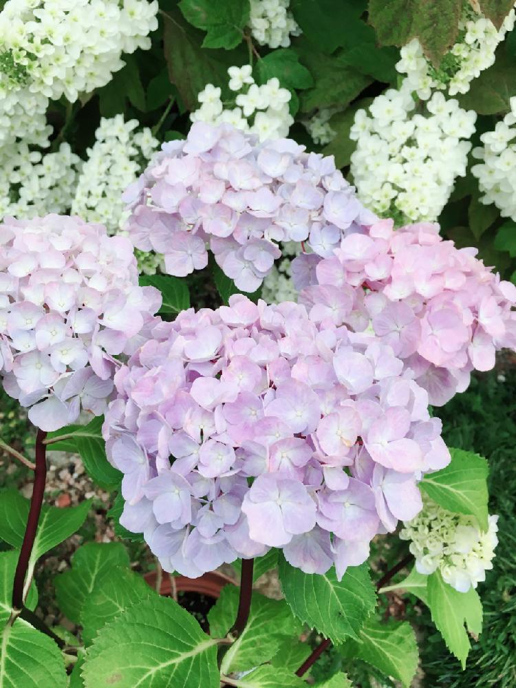 小さな庭の画像 by francaiseさん | 小さな庭と雨に輝くと☆黒茎アジサイと自然美と植中毒と☆紫陽花と可愛いと綺麗な色♡と花のある暮らしと☆開花