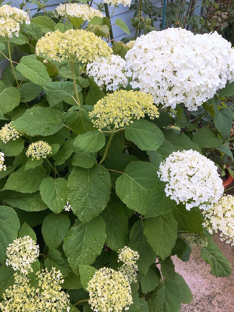 エントランスの画像 by francaiseさん | エントランスと自然美と植中毒と☆紫陽花と☆アナベルと綺麗な色♡と花のある暮らしと☆開花