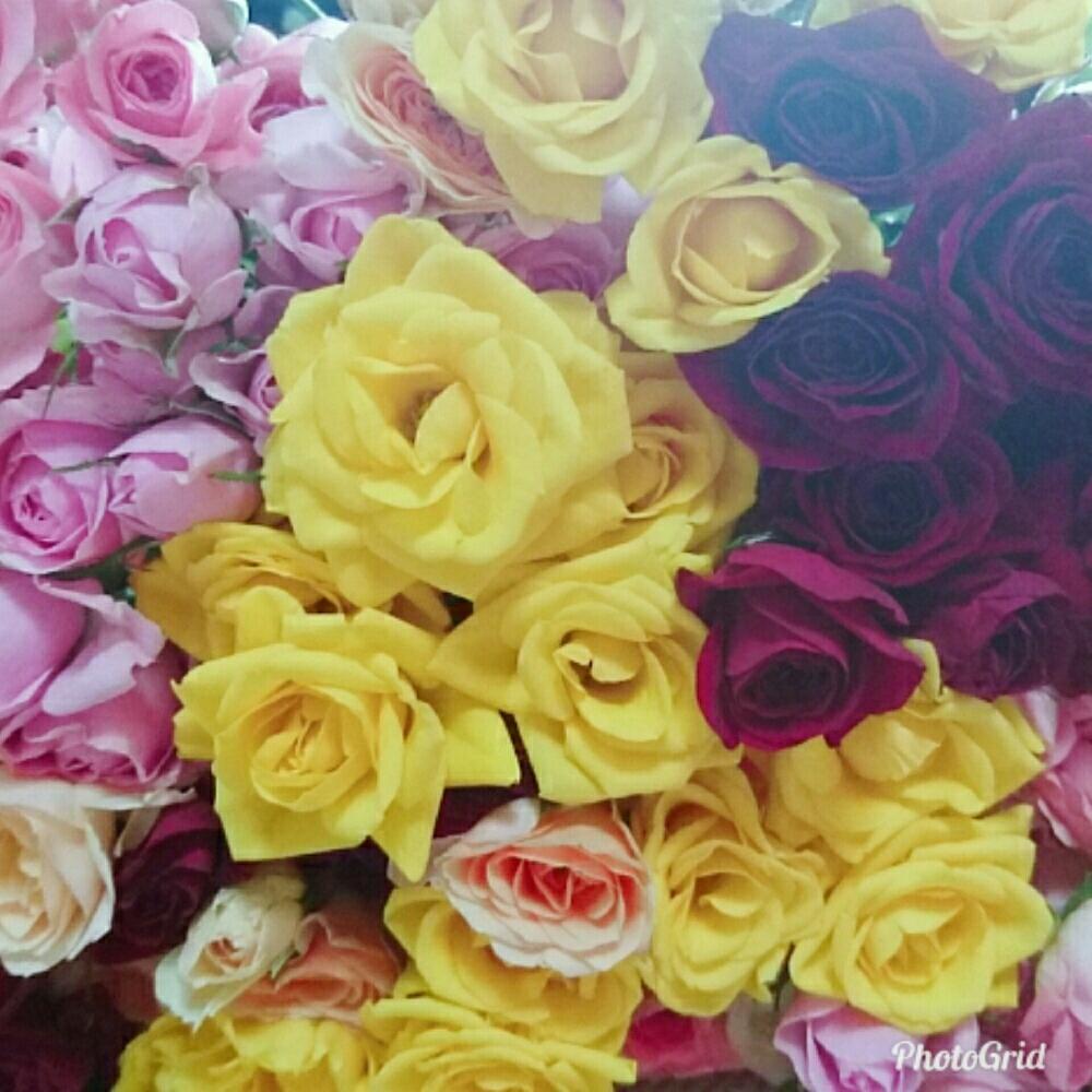 インテリアの画像 by ハニーさん | インテリアとみどりのある暮らしとばら バラ 薔薇と多肉大好きと嫁も多肉とドライフラワー にする。とGS映えとGS日和とベランダガーデンと植欲と植中毒と緑のある暮らしと多肉女子とタニラーとナチュラルスタイルと花のある暮らしと多肉初心者とバルコニスト