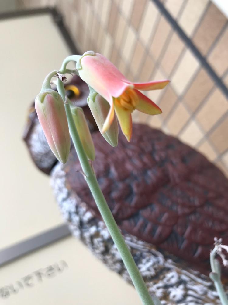 バルコニー/ベランダの画像 by ぷちこさん | バルコニー/ベランダと福だるまの花と多肉植物と神奈川タニラーとコチレドン属とふっくら娘☆とベル型の花