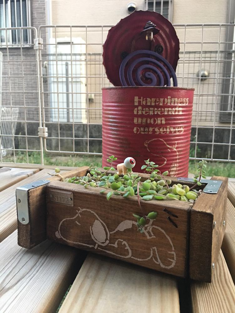 小さな庭の画像 by Canoさん | 小さな庭と多肉植物とHTC No.15とHTCと蚊取り線香入れと木箱と今日の一枚とHTC社員