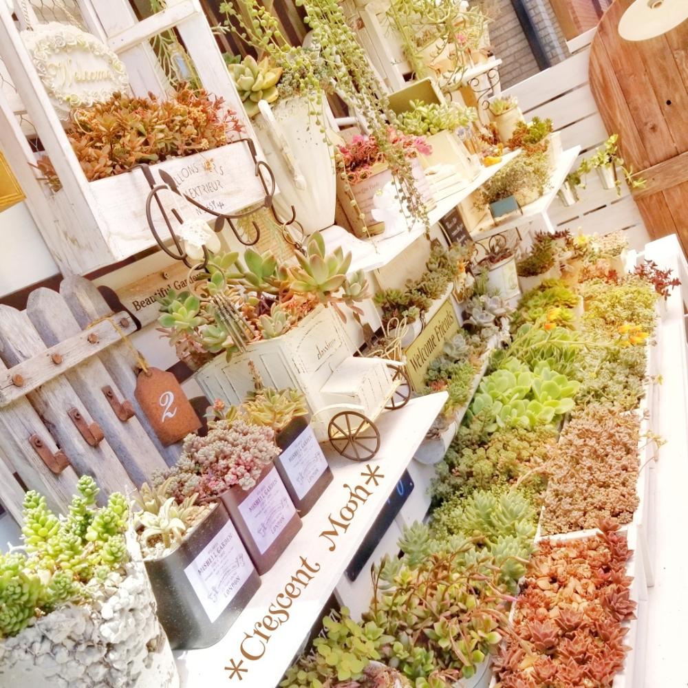 棚の画像 by *☆三日月☆*さん | 棚と多肉植物とHTCと多肉棚DIYとドアDIYと多肉のある暮らしと多肉棚増設と雑貨好き♡と多肉色物と多肉色々~☆と多肉多肉多肉とせダム色々♡と『初夏グリーンデコ』コンテスト