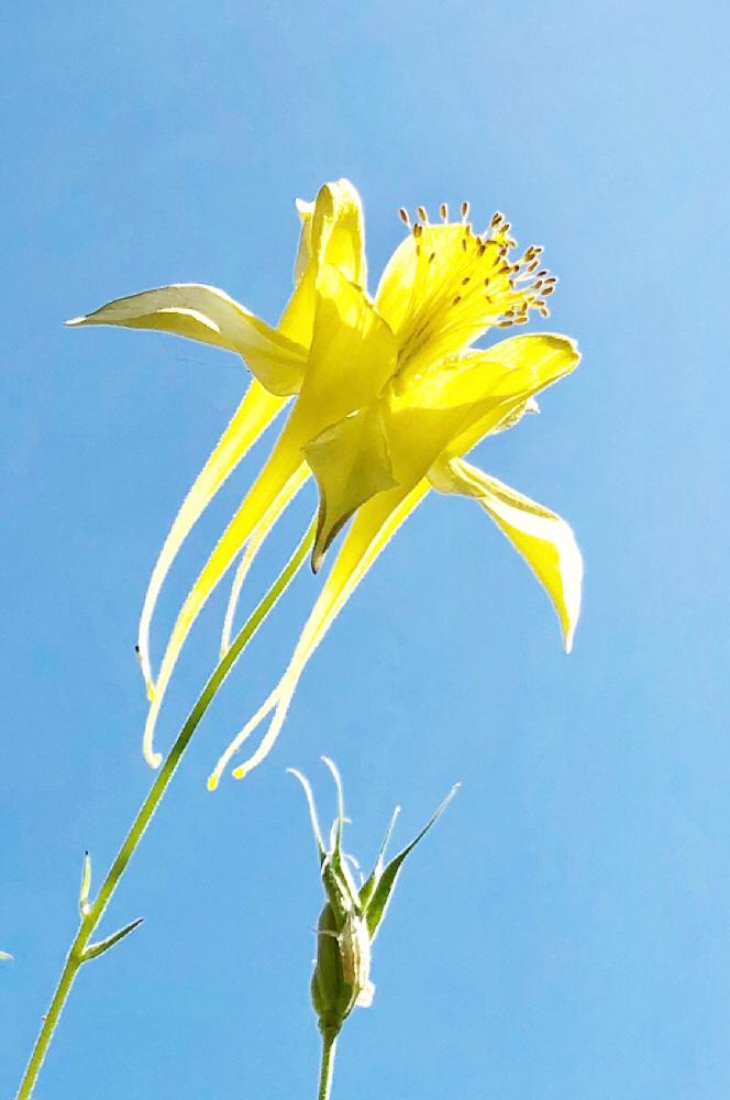 小さな庭の画像 by たえたえさん | 小さな庭とGS映えとGS日和と植中毒と花のある暮らしとオダマキの花と青空の下