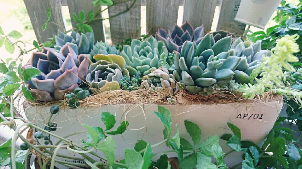 バルコニー/ベランダの画像 by ハニーさん | バルコニー/ベランダと多肉植物とよせ植えとみどりのある暮らしと多肉大好きと嫁も多肉とGS映えとGS日和とベランダガーデンと植欲と植中毒と緑のある暮らしと多肉女子とタニラーと200万枚記念!テーマ別記念フォトコンテストとナチュラルスタイルと多肉初心者とバルコニスト