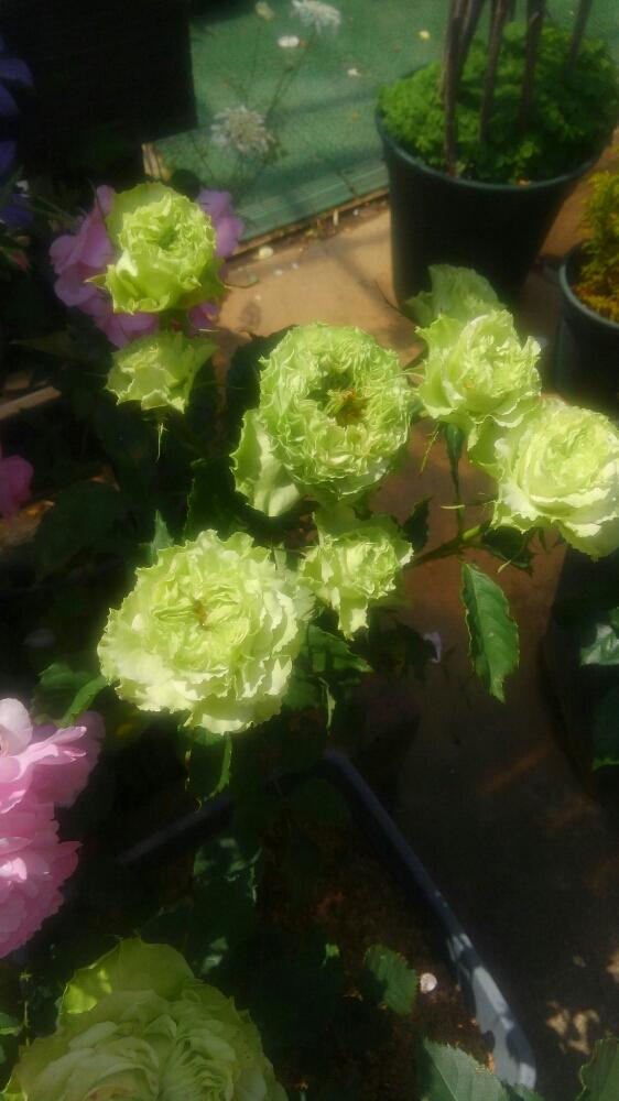 お出かけ先の画像 by miyabinさん | お出かけ先と薔薇、スーパーグリーンと薔薇と寒冷地