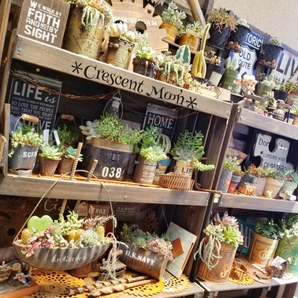 棚の画像 by *☆三日月☆*さん | 棚と多肉植物とHTCと多肉棚DIYと寄せ植えと多肉のある暮らしとエケ色々と雑貨好き♡と多肉色物と室外機棚DIYとリメ缶・リメ鉢と多肉色々~☆と多肉多肉多肉とせダム色々♡