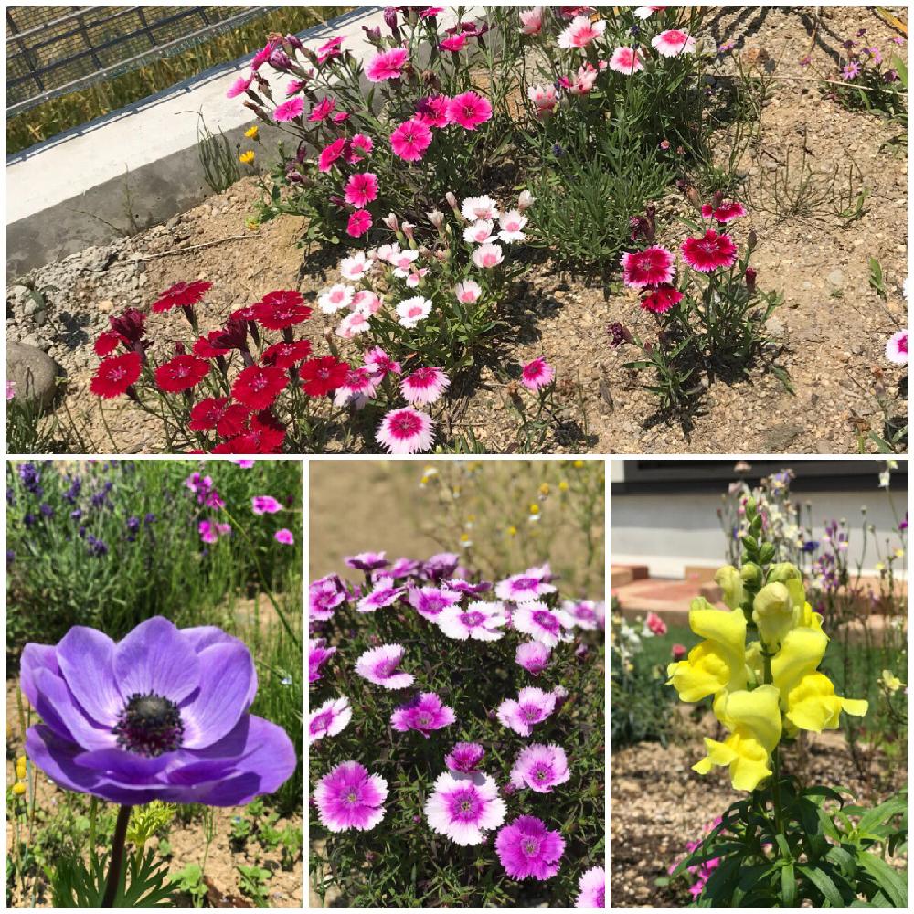 の画像 by ♡Ikue♡さん | ナデシコ♡と金魚草♡と花壇の花とガーデニングとたくさん咲いたね!と アネモネ