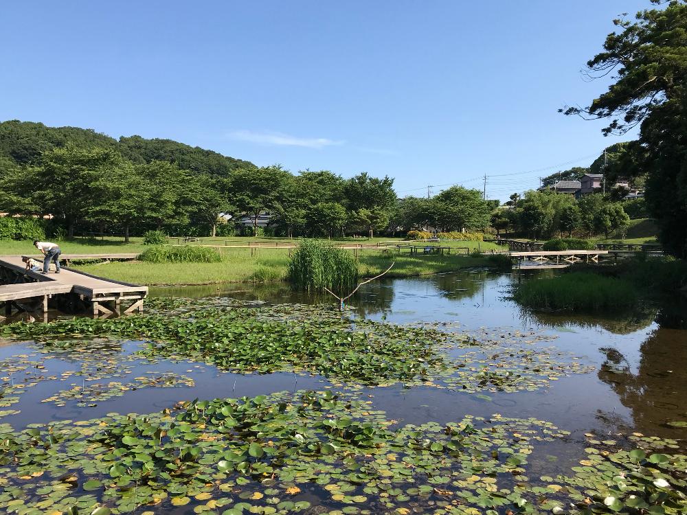 お出かけ先の画像 by たえポンさん | お出かけ先と神奈川県中井町と神奈川県の風景と厳島湿生公園と花のある暮らし