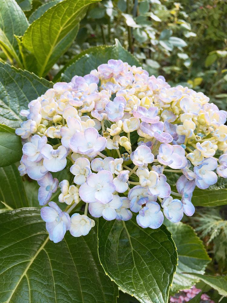 小さな庭の画像 by francaiseさん | 小さな庭と自然美と植中毒と☆紫陽花と可愛いと☆オタフクと綺麗な色♡と花のある暮らしと☆開花