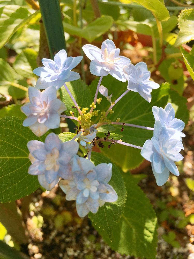 小さな庭の画像 by francaiseさん | 小さな庭と☆八重ガクアジサイと自然美と植中毒と☆紫陽花と可愛いと綺麗な色♡と花のある暮らしと☆開花