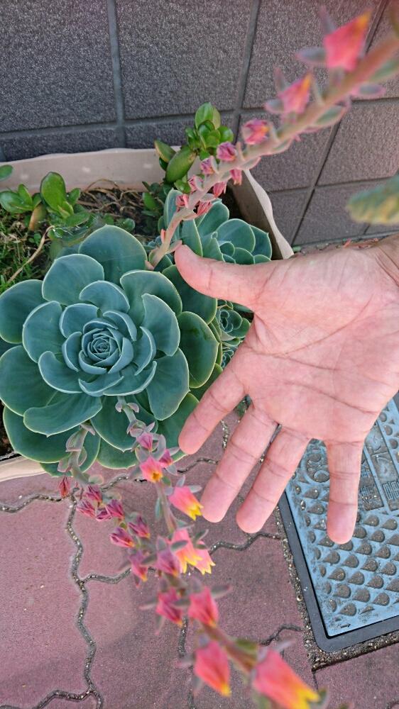 お出かけ先の画像 by ハニーさん | お出かけ先と多肉植物とみどりのある暮らしと多肉大好きと嫁も多肉とGS映えとGS日和と植欲と植中毒と緑のある暮らしと多肉女子とタニラーとナチュラルスタイルと花のある暮らしと多肉初心者とバルコニスト