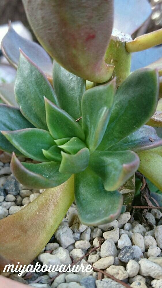 小さな庭の画像 by 都忘れさん | 小さな庭と多肉植物とエケベリア属古紫と古紫☆と植中毒と今日の一枚と古紫♡と黒玉子(古紫)と多肉二年生