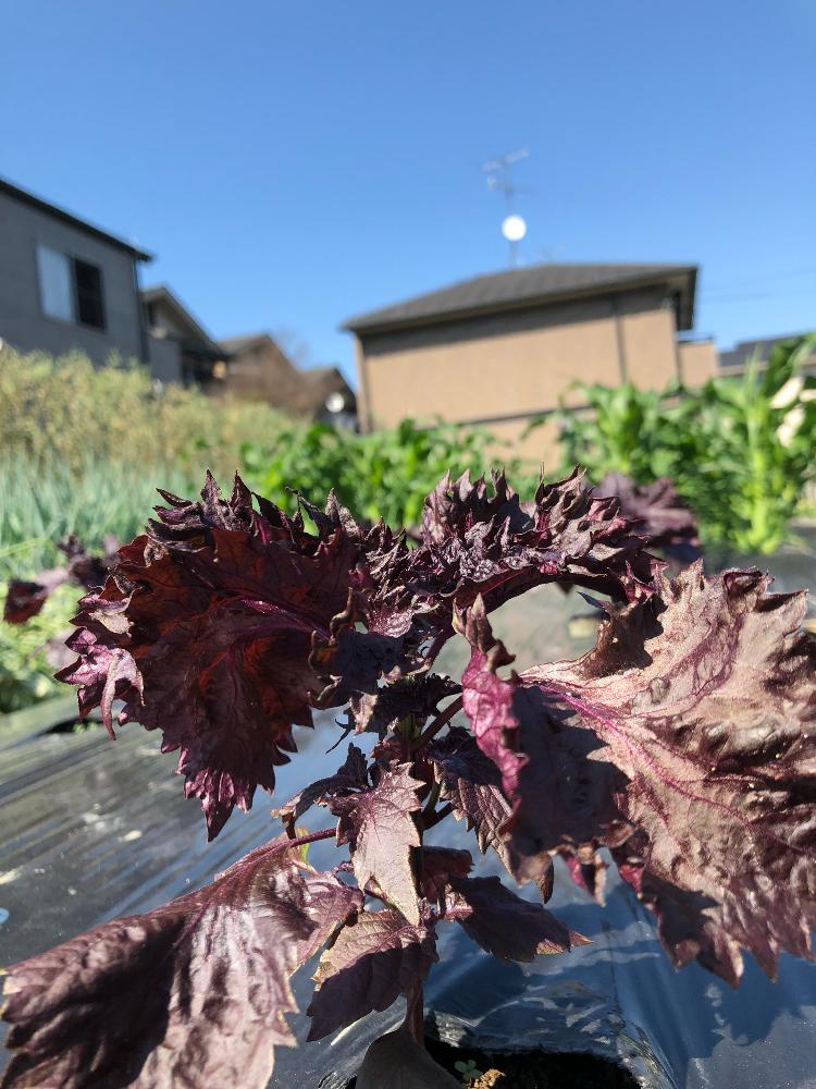 畑の画像 by K saienさん | 畑とお野菜と自家栽培の野菜達と家庭菜園とわが家のヤサイ❢と赤紫蘇ジュースにと自家製野菜と家庭菜園奮闘日記と赤紫蘇 成長とはたけ仕事