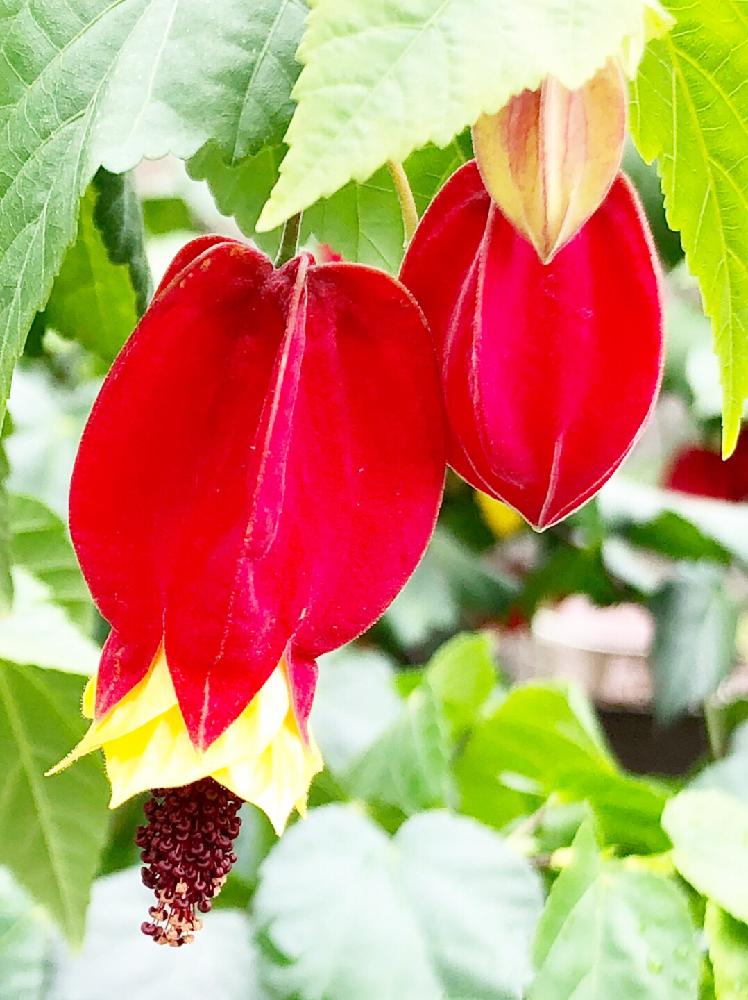 お出かけ先の画像 by たえたえさん | お出かけ先と名前を教えて!と花のある暮らしと植中毒