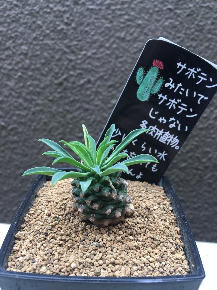 窓辺の画像 by parm treeさん | 窓辺とソテツキリンと多肉植物と観葉植物と植物のある暮らしとトウダイクサ科と緑のある暮らしとパイナップルコーン☆と元気の源とグリーン大好きと可愛いとユーフォルビアと小さいのが好き