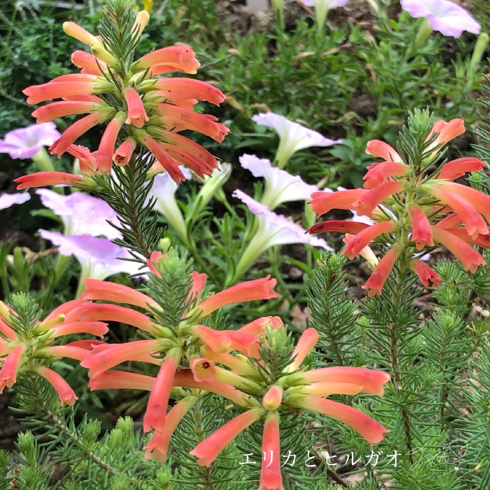 お出かけ先の画像 by リトルチャーリーさん | お出かけ先とエリカとヒルガオと公園