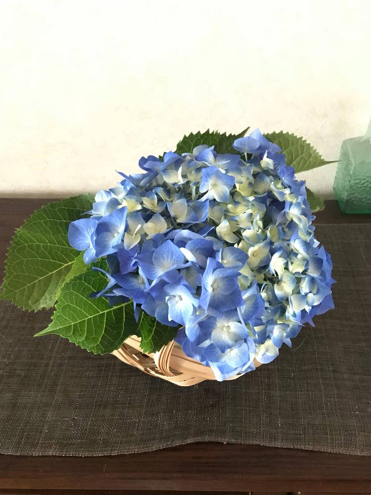 階段/廊下の画像 by きんちゃんさん | 階段/廊下とグリーンのある暮らしとキュンキュン乙女倶楽部と紫陽花 アジサイ あじさいとブルーの紫陽花