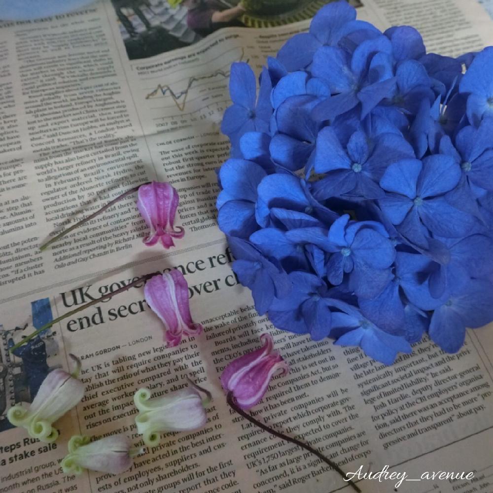 部屋の画像 by Audreyさん | 部屋と紫陽花とアジサイとクレマチス モアフィールディーとシリカゲルドライとクレマチス愛が止まらない♪とドライフラワーとクレマチス同盟とお気に入り♡とナチュラルガーデンと紫陽花 アジサイ あじさいと今日の一枚と200万枚記念!テーマ別記念フォトコンテストとナチュラルスタイルと12月生まれ♪と花のある暮らしと壺型クレマチスと大人かわいい♪とクレマチス大好き♪と『あじさい2018』コンテストと『私に花を、暮らしに華を』コンテストと『きれいに咲いた!』コンテスト