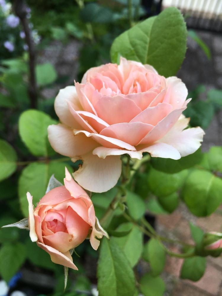 小さな庭の画像 by ルリさん | 小さな庭とイングリッシュローズ ヘリテージと雨に輝くとばら バラ 薔薇とバラ・イングリッシュローズとGS映えとGS日和と植中毒とカインズバラコンテストとイングリッシュ・ローズと花のある暮らしとバラ・ミニバラとバラのつぼみ
