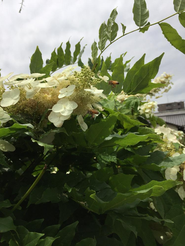 お出かけ先の画像 by アマリリスさん | お出かけ先と柏葉紫陽花とフジのツルと蜂が忙しくしてたと植中毒と花のある暮らしと蒸せるようないい香りとかわいい花と『初夏グリーンデコ』コンテスト