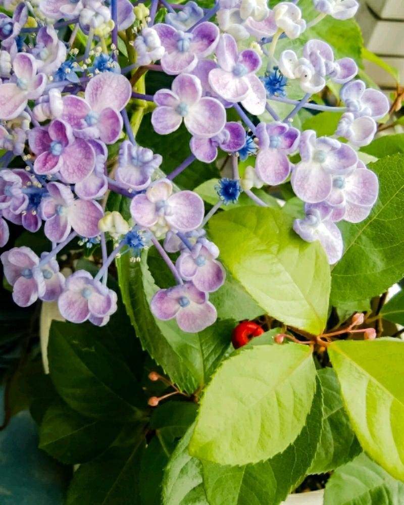 バルコニー/ベランダの画像 by otoさん | バルコニー/ベランダとヤブコウジとウズアジサイと実りと花と花のある暮らしとGS日和と鉢植え紫陽花