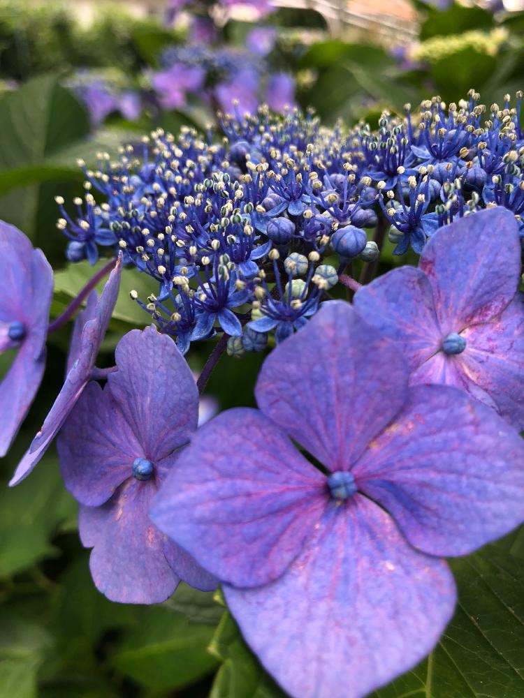 お出かけ先の画像 by 花の恋さん | お出かけ先と額紫陽花と200万枚記念!テーマ別記念フォトコンテストと花のある暮らしと宝石箱や〜!と恋散歩と『あじさい2018』コンテスト