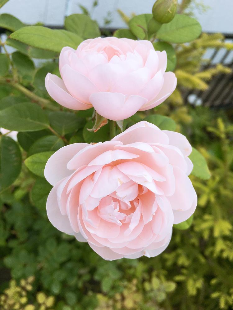 小さな庭の画像 by francaiseさん | 小さな庭と☆ブリーズと☆薔薇と自然美と植中毒と☆バラフェチとカインズバラコンテストと薔薇 鉢植えと可愛いと綺麗な色♡と花のある暮らしと☆開花