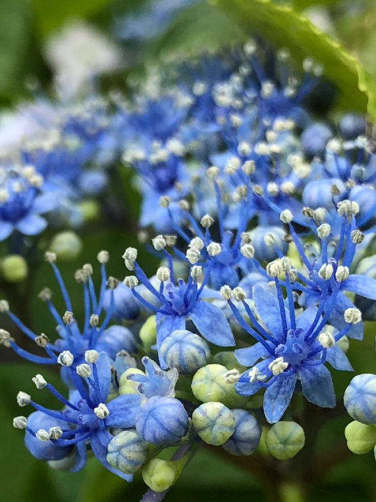 アプローチの画像 by 花の恋さん | アプローチと額紫陽花とキラキラとステキ~と台風に負けないと今日も笑顔でと200万枚記念!テーマ別記念フォトコンテストと宝石箱や〜!と『あじさい2018』コンテスト