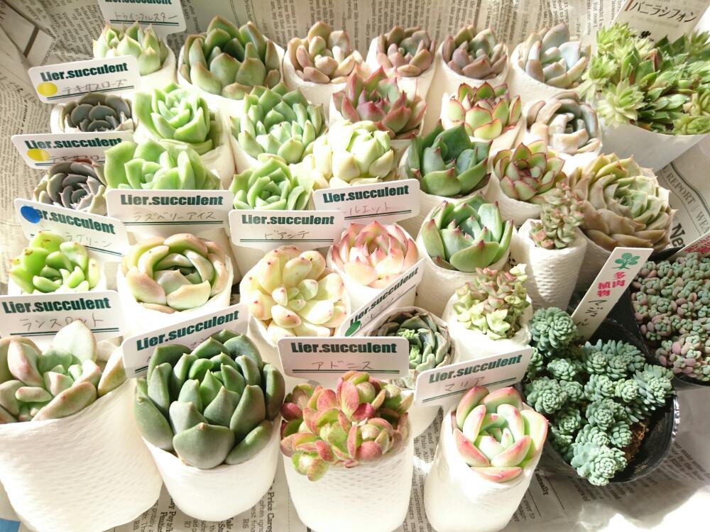 バルコニー/ベランダの画像 by ハニーさん | バルコニー/ベランダと多肉植物とみどりのある暮らしと多肉大好きと嫁も多肉とGS映えとGS日和とベランダガーデンと植欲とlier苗と植中毒と緑のある暮らしと多肉女子とタニラーとナチュラルスタイルと花のある暮らしと多肉初心者とバルコニスト