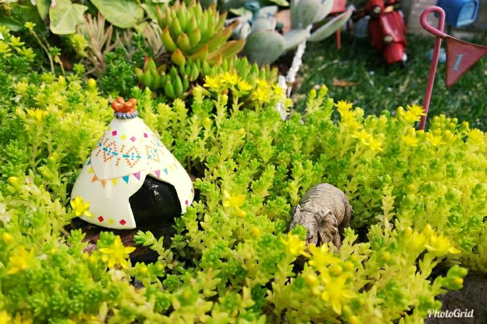 玄関の画像 by ニーナさん | 玄関とセダム属と雨に輝くと多肉箱庭とGS映えと植物だいすきとGS日和と植中毒と多肉女子とタニラーとガーデニングと花のある暮らしとかわいいな♡と多肉寄せ植えと多肉初心者と多肉多肉多肉