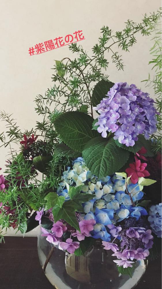 階段/廊下の画像 by きんちゃんさん | 階段/廊下とグリーンのある暮らしとピンクの花と紫陽花 アジサイ あじさいとアスパラガススプレンゲリーとナチュラルスタイルとブルーの紫陽花と花のある暮らしと200万枚記念!テーマ別記念フォトコンテスト
