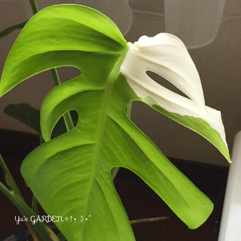 寝室の画像 by ゆう☪︎⋆。˚✩さん | 寝室とモンステラ属と観葉植物と癒しと 斑入りモンステラと綺麗
