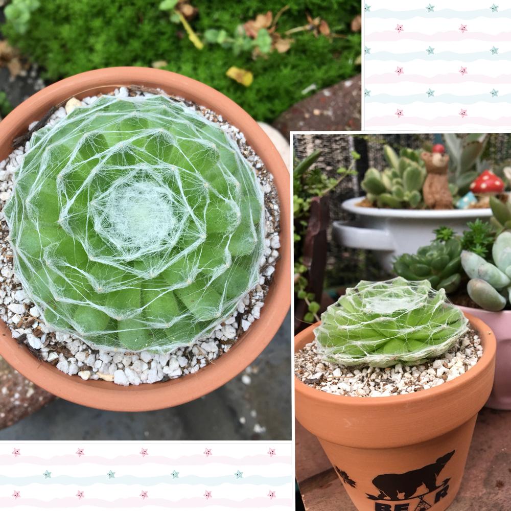 バルコニー/ベランダの画像 by parm treeさん | バルコニー/ベランダと巻絹と多肉植物とマキマキと観葉植物と植物のある暮らしと癒しとセンペルビウム属と緑のある暮らしとセンベルビウム巻絹と並べるのが好きとグリーン大好きと可愛いとベンケイソウ科と綺麗だなぁと小さいのが好き