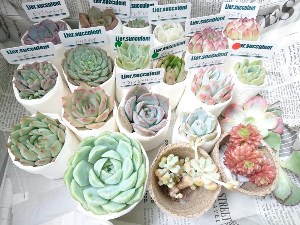 バルコニー/ベランダの画像 by ハニーさん | バルコニー/ベランダと多肉植物とみどりのある暮らしと多肉大好きと嫁も多肉とGS映えとGS日和とベランダガーデンと植欲とlier苗と植中毒と多肉女子とタニラーとナチュラルスタイルと花のある暮らしと多肉初心者とバルコニスト