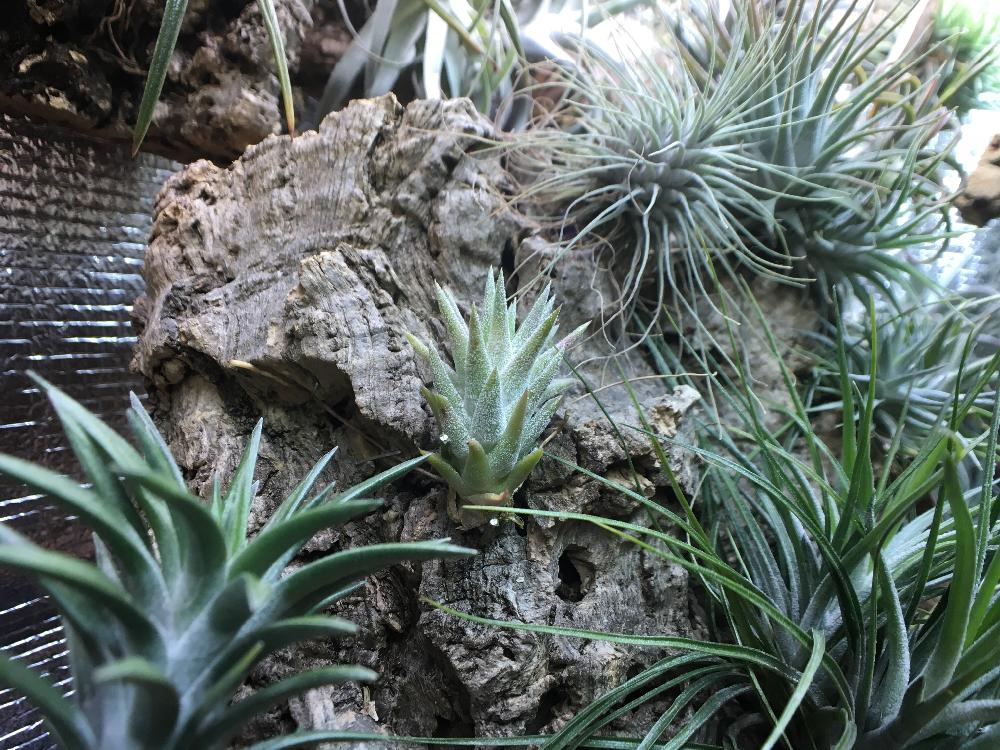 部屋の画像 by しゅんさん | 部屋と着生植物と植物のある暮らしとイオナンタバンハイニンギーとBROMERIADS と植中毒とイオナンタ万歳同盟( ゚∀゚)人(゚∀゚ )とエアプランツとエアープランツ/チランジア