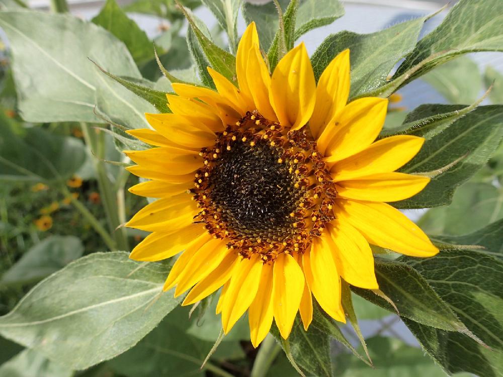 お出かけ先の画像 by あつしさん | お出かけ先とヒマワリとHelianthus annuusとキュンキュン乙女倶楽部とヒマワリ属と幸せの黄色いお花とキク科ときいろいお花大好き協会とHelianthus annuusと黄色いお花大好き協会